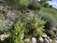 2025-06-27--Colorado-02-Garden.JPG