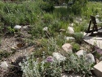 2025-06-27--Colorado-04-Garden.JPG