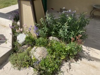 2025-06-27--Colorado-05-Garden.JPG
