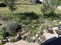 2025-06-28--Colorado-09-Garden-Before.JPG