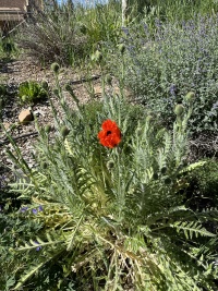2025-06-28--Colorado-11-Garden.JPG