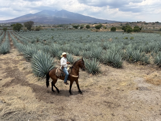 2025-06-14-Mexico-042-Tequilla.JPG