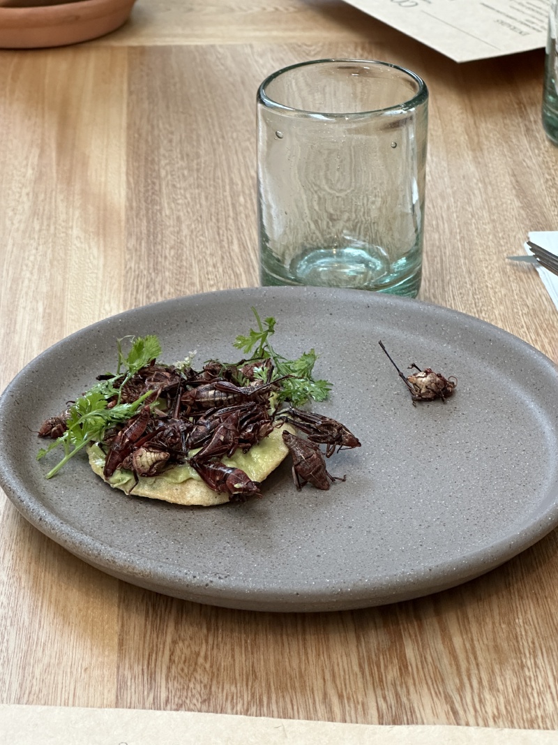 2025-06-18-Mexico-283-Nube7-Crickets.JPG