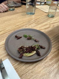 2025-06-18-Mexico-284-Nube7-Crickets.jpg