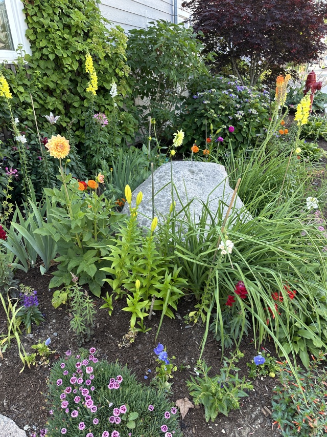 2025-07-11-Maine-190-flowers.JPG