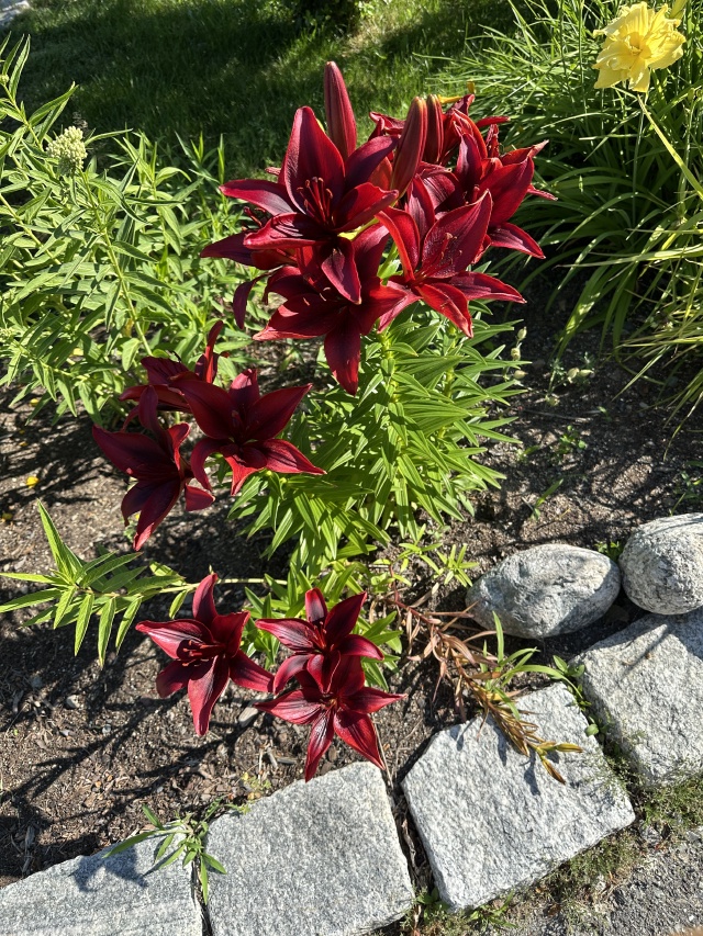 2025-07-11-Maine-191-flowers.JPG