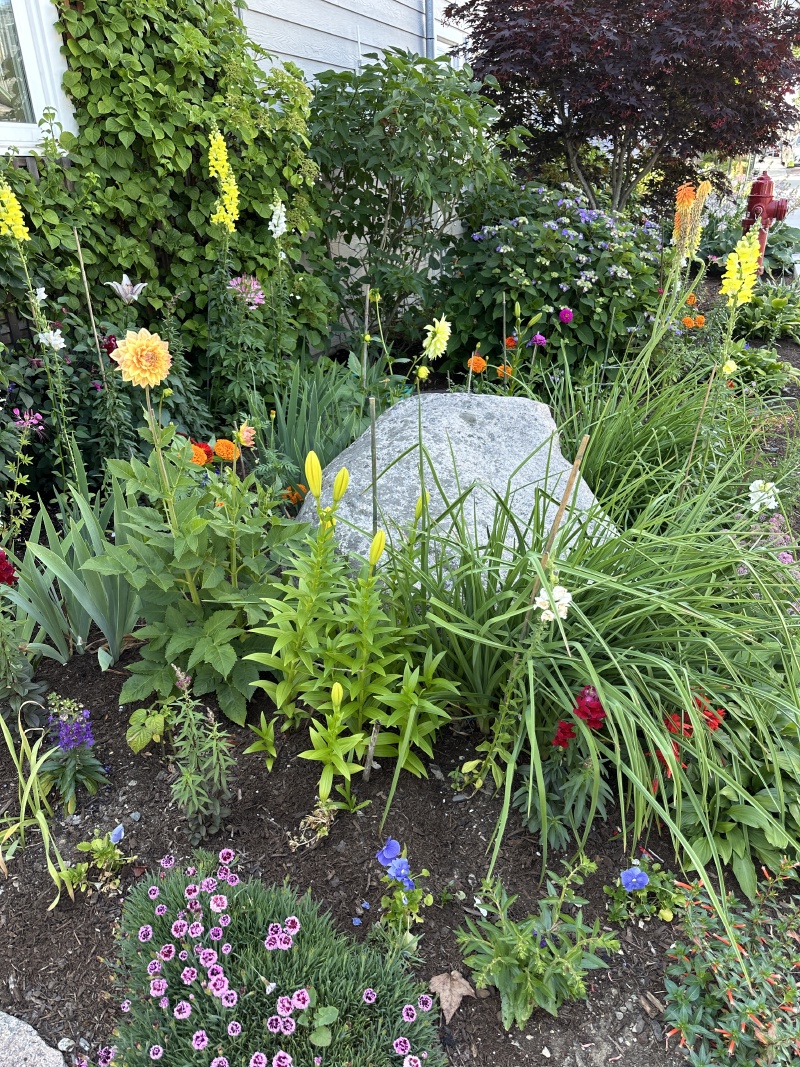 2025-07-11-Maine-190-flowers.JPG