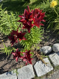 2025-07-11-Maine-191-flowers.JPG
