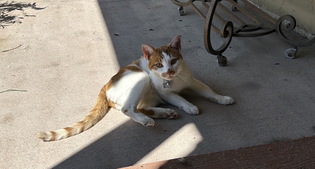 2025/09(September)/Colorado/1024x768_2025-09-03-Colorado-17-random-cat.JPG