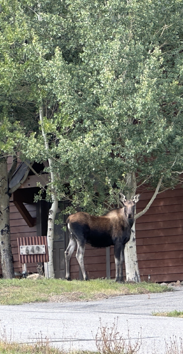 2025-09-09-Colorado-33-Moose.JPG