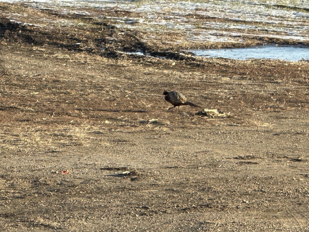 2025-11-11-SD-Pheasant-Hunting-04.JPG