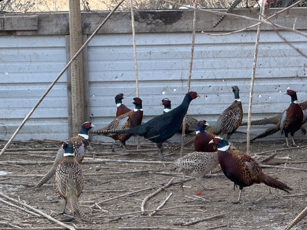 2025/11(November)/SD-Pheasant-Hunting/1024x768_2025-11-11-SD-Pheasant-Hunting-08-Black-Pheasant-GOOD.JPG