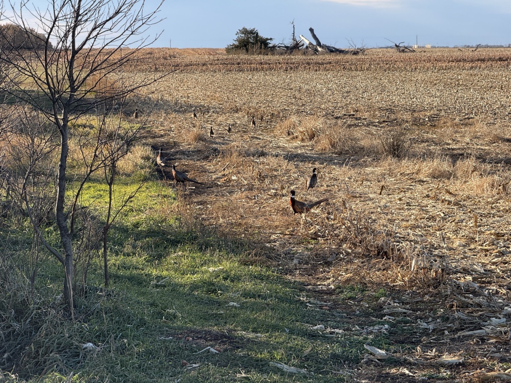 2025/11(November)/SD-Pheasant-Hunting/1024x768_2025-11-12-SD-Pheasant-Hunting-30.JPG