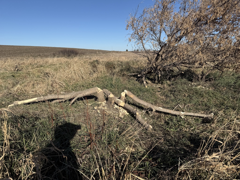 2025/11(November)/SD-Pheasant-Hunting/1024x768_2025-11-13-SD-Pheasant-Hunting-46-beaver-tree.JPG