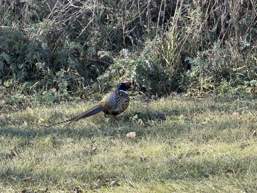 2025/11(November)/SD-Pheasant-Hunting/1024x768_2025-11-13-SD-Pheasant-Hunting-48.JPG