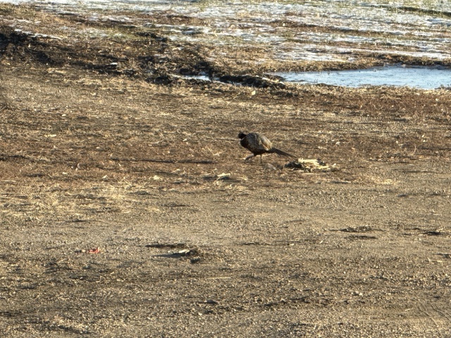 2025-11-11-SD-Pheasant-Hunting-04.JPG