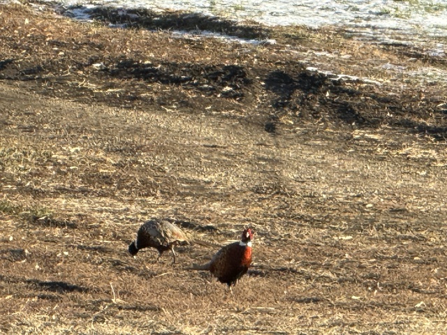 2025/11(November)/SD-Pheasant-Hunting/640x480_2025-11-11-SD-Pheasant-Hunting-05.JPG