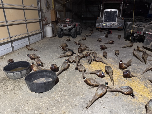 2025/11(November)/SD-Pheasant-Hunting/640x480_2025-11-11-SD-Pheasant-Hunting-10-Black-Pheasant.JPG