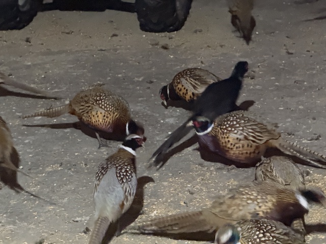2025/11(November)/SD-Pheasant-Hunting/640x480_2025-11-11-SD-Pheasant-Hunting-11-Black-Pheasant.JPG