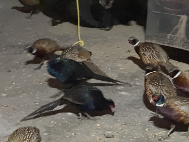 2025/11(November)/SD-Pheasant-Hunting/640x480_2025-11-11-SD-Pheasant-Hunting-12-Black-Pheasant.JPG