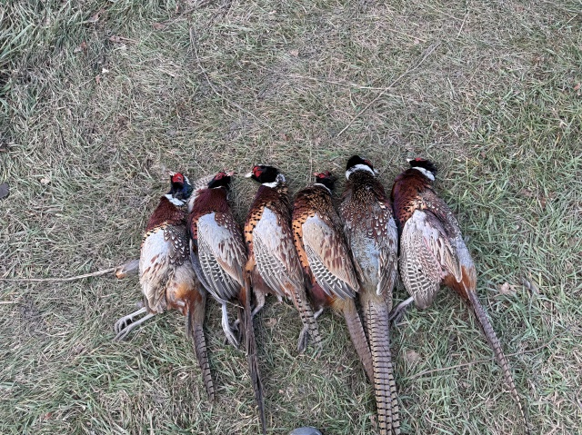 2025-11-12-SD-Pheasant-Hunting-31.JPG