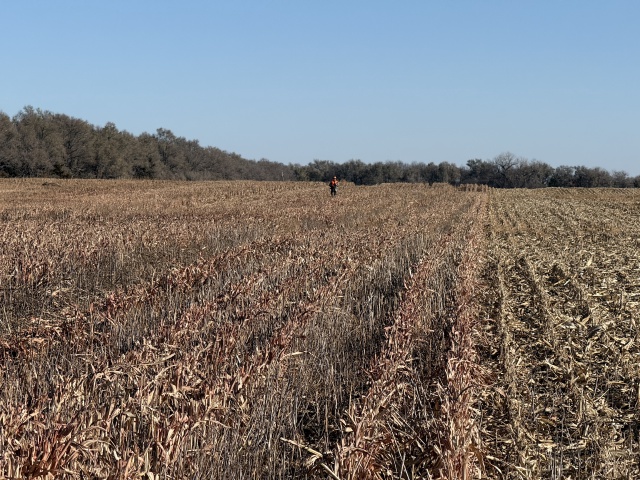 2025/11(November)/SD-Pheasant-Hunting/640x480_2025-11-15-SD-Pheasant-Hunting-61-Mike.JPG