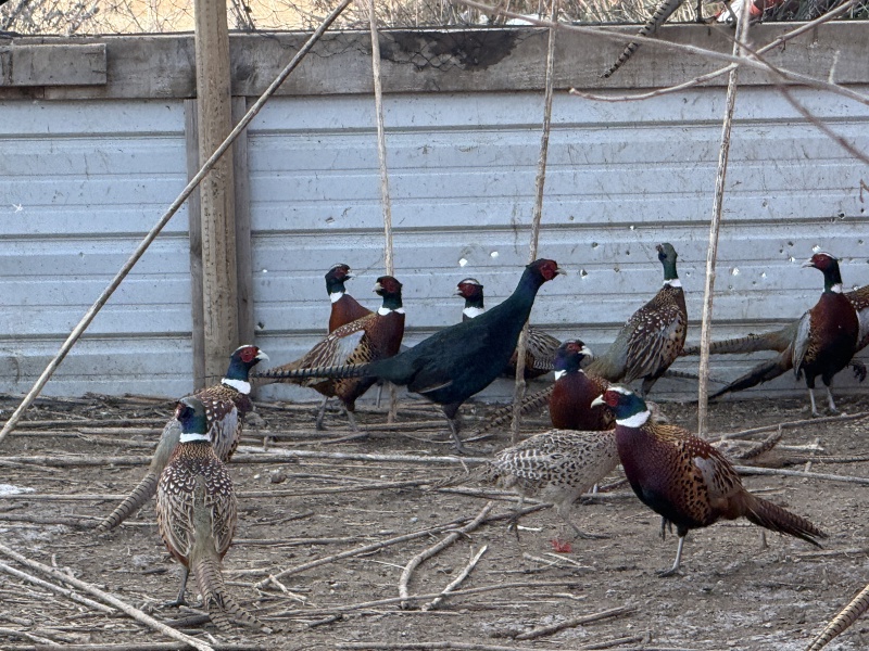 2025/11(November)/SD-Pheasant-Hunting/800x600_2025-11-11-SD-Pheasant-Hunting-08-Black-Pheasant-GOOD.JPG