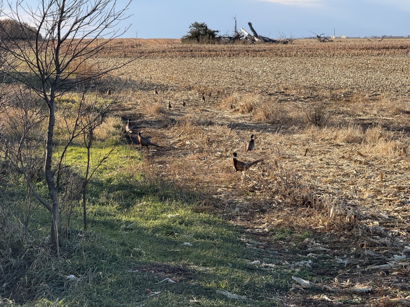 2025/11(November)/SD-Pheasant-Hunting/800x600_2025-11-12-SD-Pheasant-Hunting-30.JPG