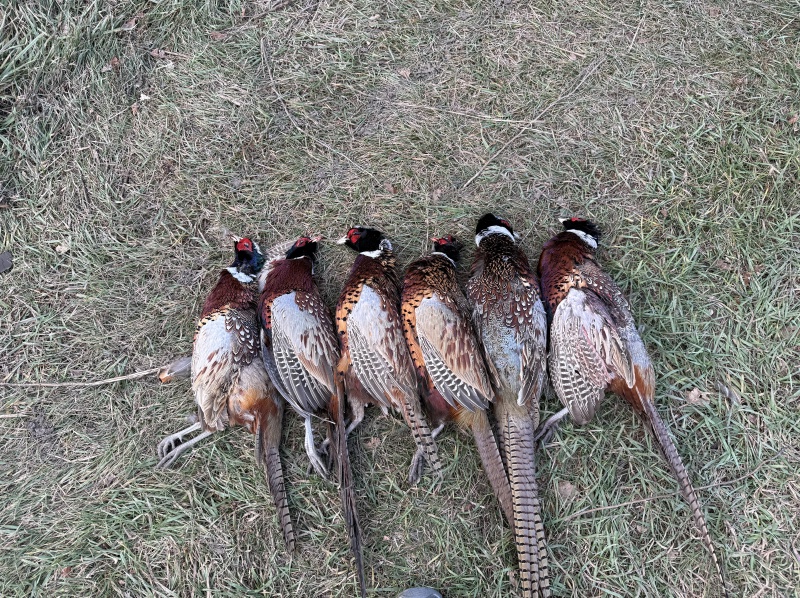 2025-11-12-SD-Pheasant-Hunting-31.JPG