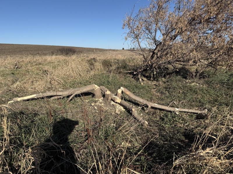 2025-11-13-SD-Pheasant-Hunting-46-beaver-tree.JPG
