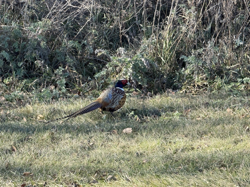 2025-11-13-SD-Pheasant-Hunting-48.JPG