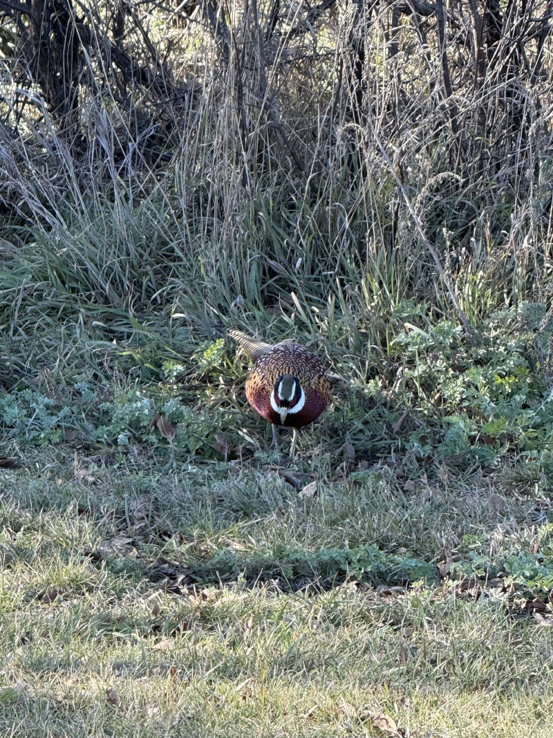2025/11(November)/SD-Pheasant-Hunting/800x600_2025-11-13-SD-Pheasant-Hunting-49.jpg