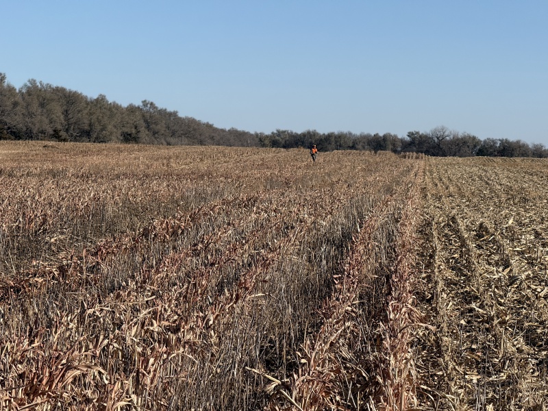 2025-11-15-SD-Pheasant-Hunting-62-Mike.JPG