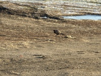 2025-11-11-SD-Pheasant-Hunting-04.JPG
