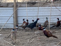 2025-11-11-SD-Pheasant-Hunting-08-Black-Pheasant-GOOD.JPG