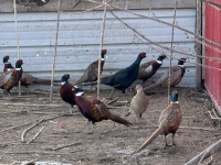 2025-11-11-SD-Pheasant-Hunting-09-Black-Pheasant.JPG
