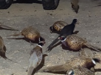 2025-11-11-SD-Pheasant-Hunting-11-Black-Pheasant.JPG