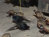 2025-11-11-SD-Pheasant-Hunting-12-Black-Pheasant.JPG
