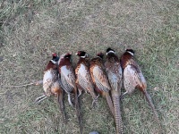 2025-11-12-SD-Pheasant-Hunting-31.JPG