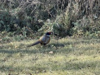 2025-11-13-SD-Pheasant-Hunting-48.JPG