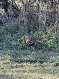 2025-11-13-SD-Pheasant-Hunting-49.jpg