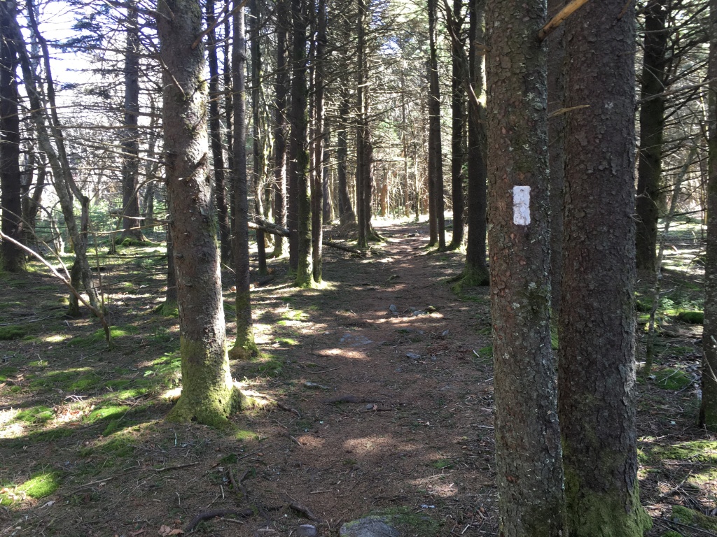 Best-of-Blaze/1024x768_2016-04-14-Appalachian-Trail-107-tail-blaze.JPG