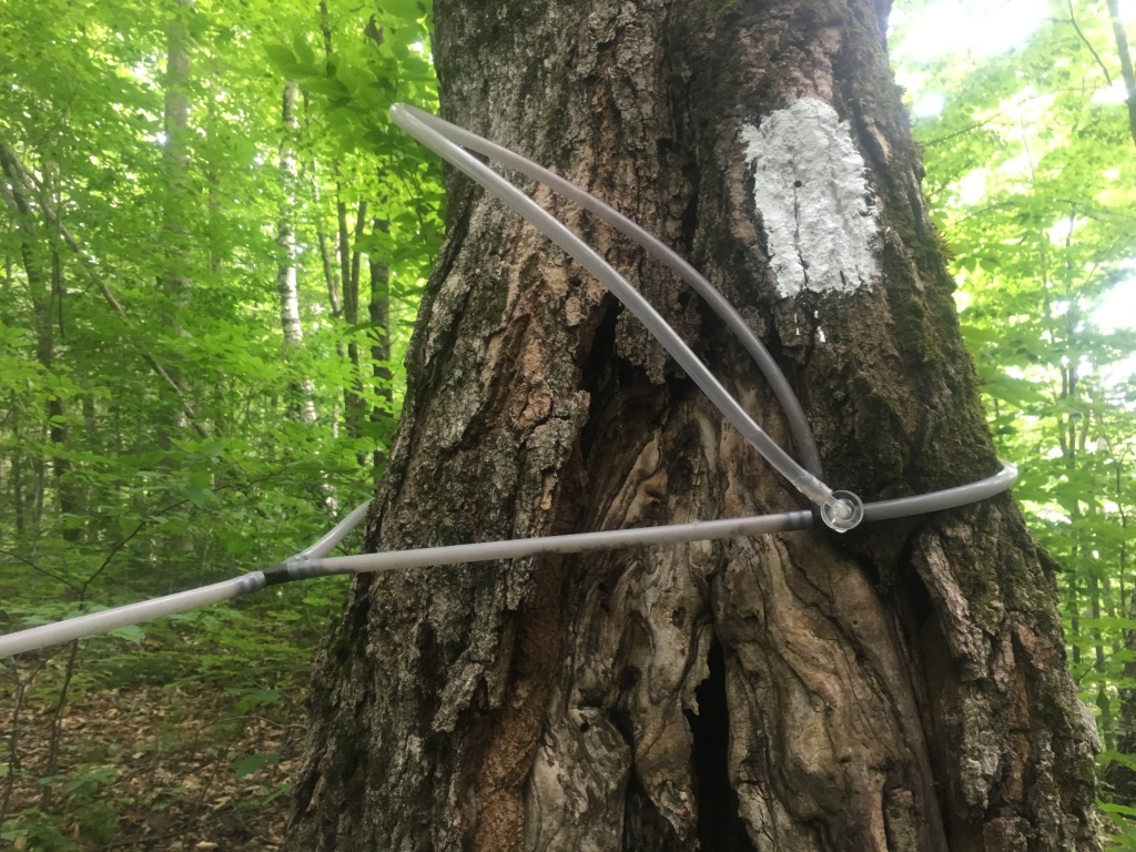 Best-of-Blaze/1024x768_2016-07-08-Appalachian-Trail-452-maple-tap-with-white-blaze-GOOD.JPG