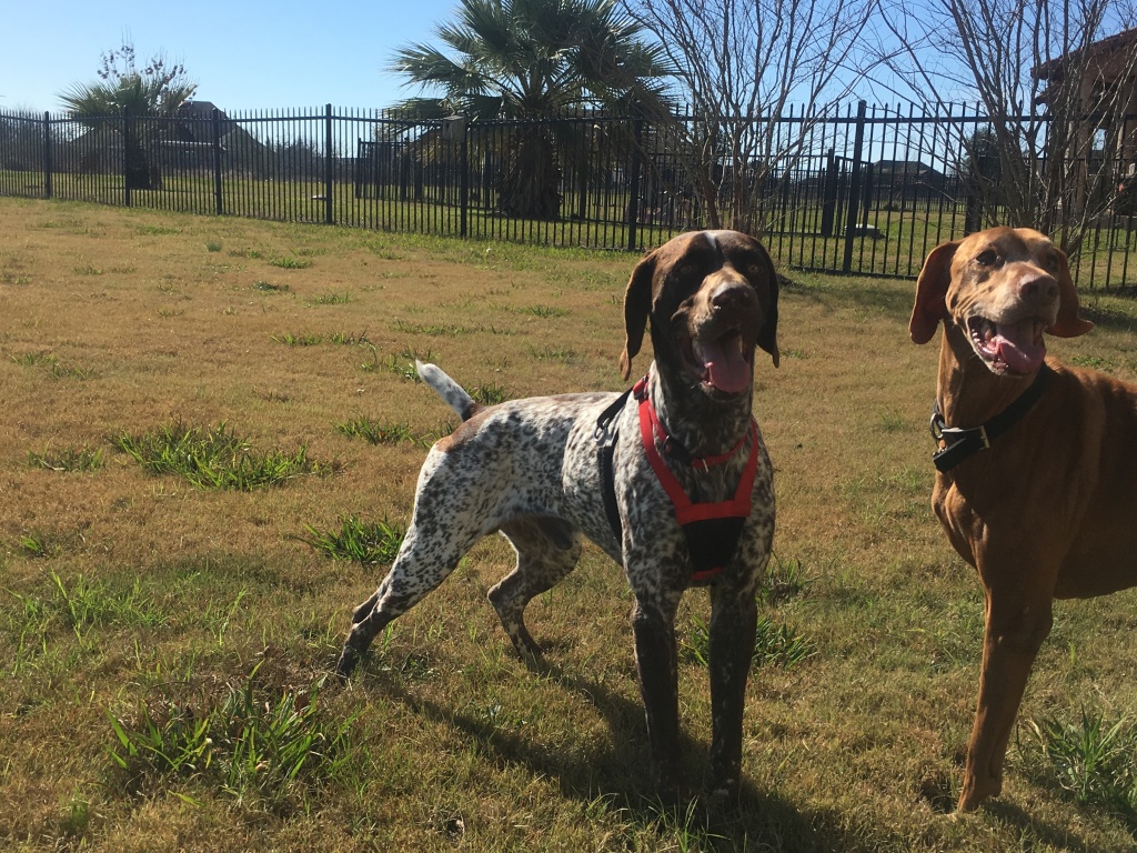 Best-of-Blaze/1024x768_2017-01-02-04-Bevo-Blaze.JPG