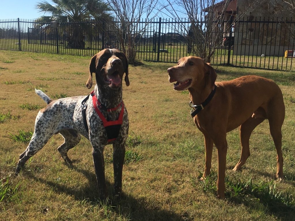 Best-of-Blaze/1024x768_2017-01-02-05-Bevo-Blaze-GOOD.JPG