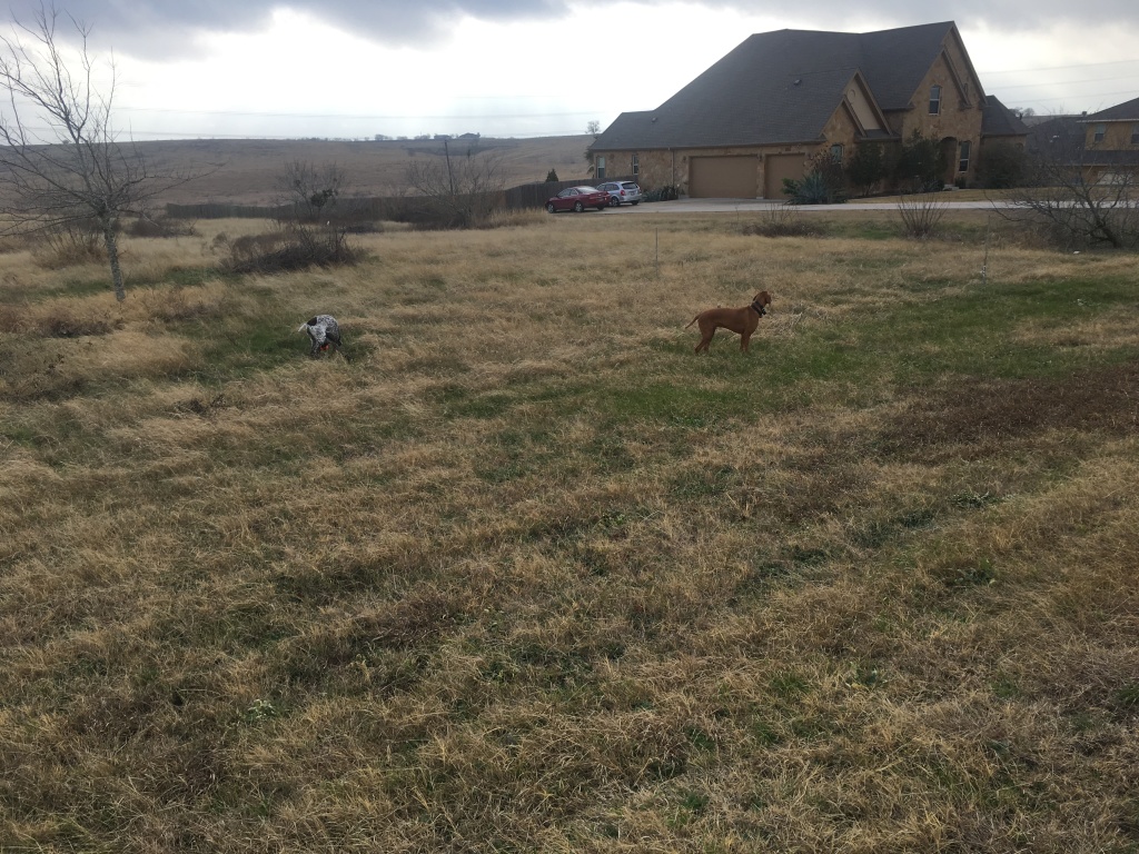Best-of-Blaze/1024x768_2017-01-12-Bevo-Blaze.JPG