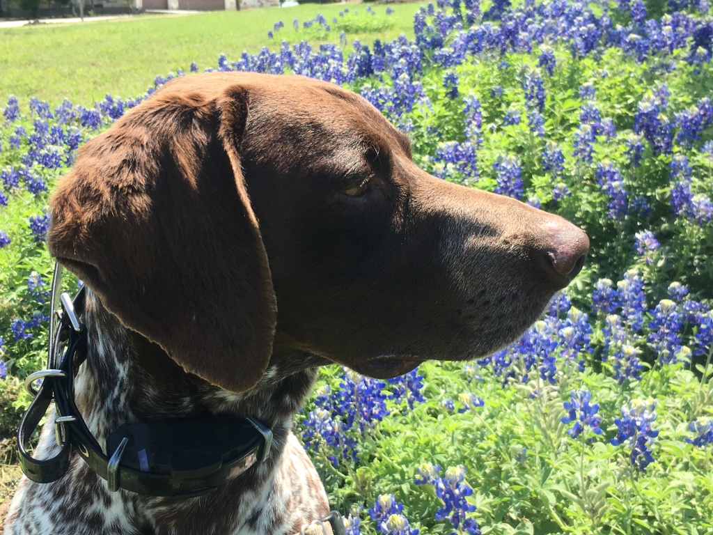 Best-of-Blaze/1024x768_2018-03-29-Blaze-07-Bluebonnets.JPG