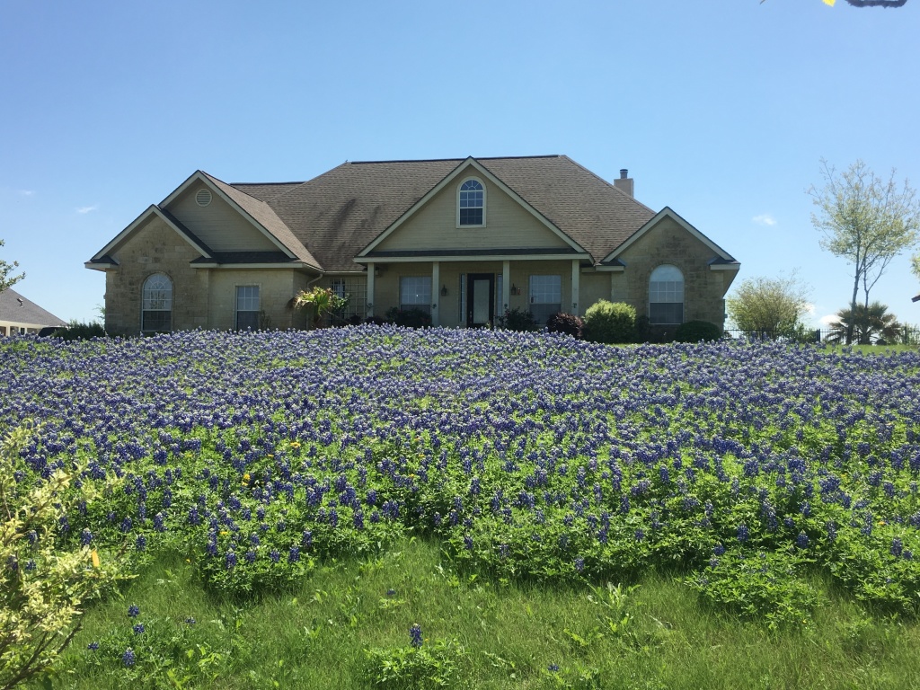 Best-of-Blaze/1024x768_2018-03-29-Blaze-10-Bluebonnets.JPG