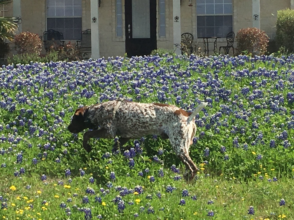 Best-of-Blaze/1024x768_2019-03-28-Bluebonnets-Blaze-12.JPG