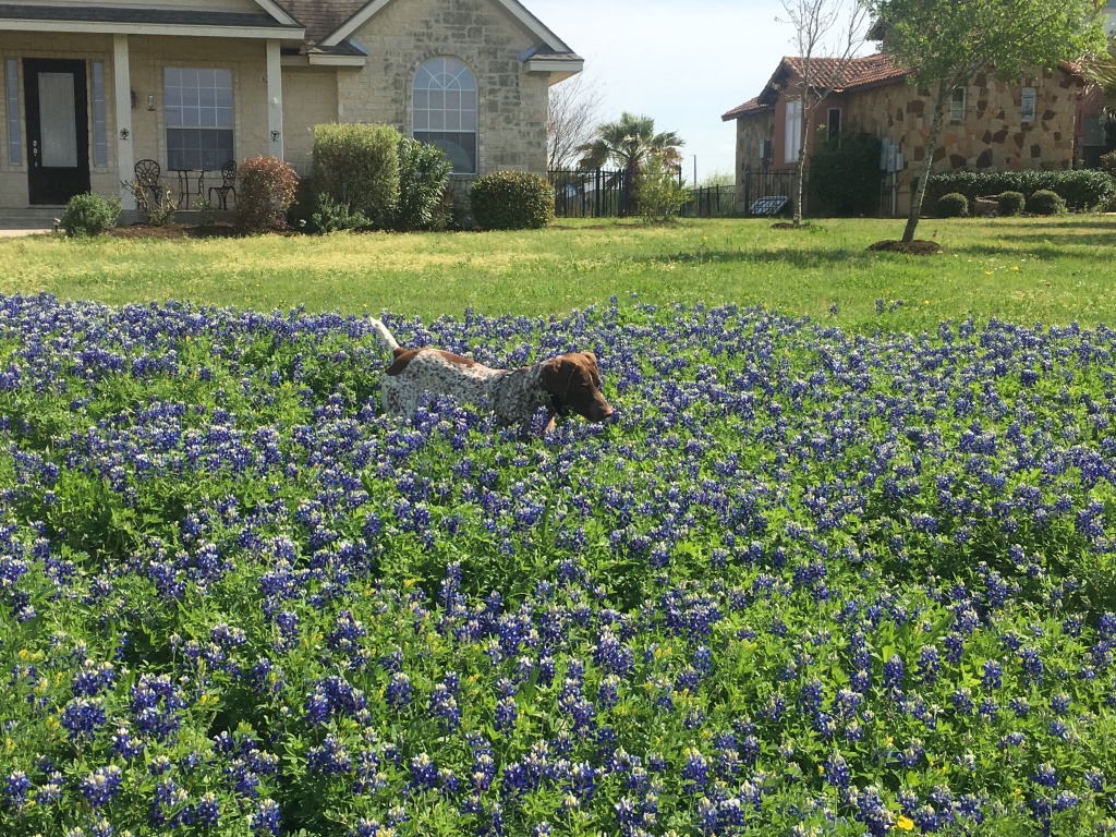 Best-of-Blaze/1024x768_2019-03-28-Bluebonnets-Blaze-14.JPG
